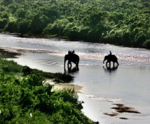 DAY 3:- GORUMARA TO JALDAPARA TRANSFER